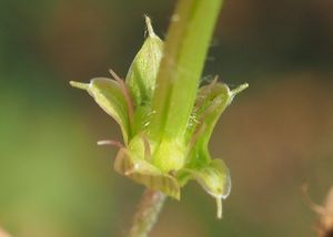 Kakost bahenní (Geranium palustra l.)
