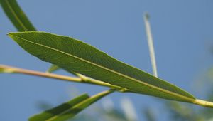 Vrba nachová (Salix purpurea)