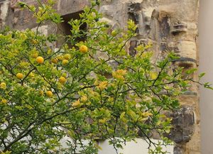 Citronečník trojlistý (Poncirus trifoliata)