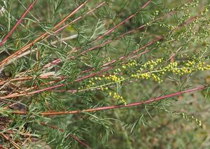 Pelyněk ladní (Artemisia campestris)