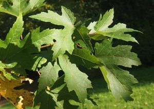Javor stříbrný (Acer saccharinum)
