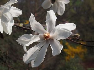 Šácholan japonský (Magnolia kobus)