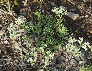 Chmerek vytrvalý (Scleranthus perennis)