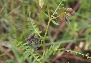 Vikev chlupatá (Vicia hirsuta)