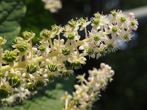 Líčidlo jedlé (Phytolacca esculenta)