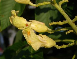Jírovec  žlutý (Aesculus octandra)