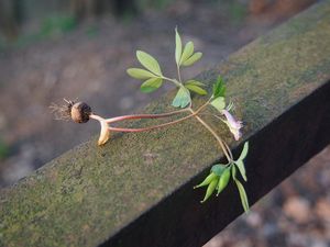 Dymnivka nízká (Corydalis pumila)