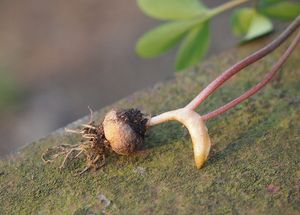 Dymnivka nízká (Corydalis pumila)