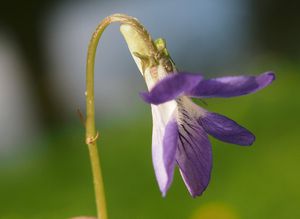 Violka Rivinova (Viola riviniana)