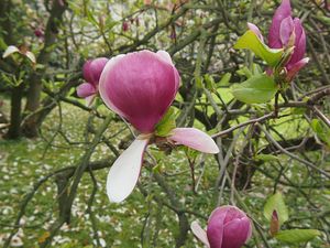 Šácholan liliokvětý (Magnolia liliiflora)