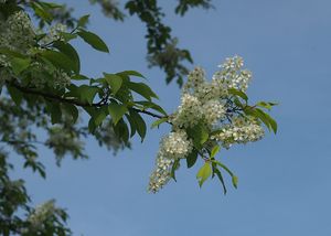 Střemcha obecná (Prunus padus)