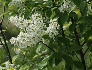 Střemcha obecná (Prunus padus)