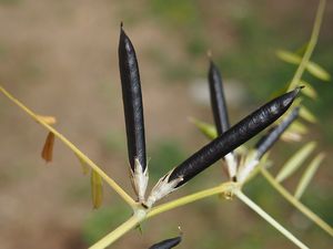 Vikev úzkolistá (Vicia angustifolia)