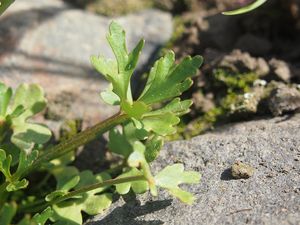 Pryskyřník lítý (Ranunculus sceleratus L.)