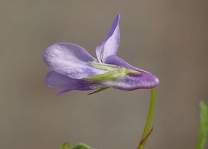 Violka lesní (Viola reichenbachiana)