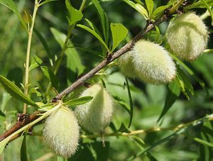 Mandoň nízká (Prunus tenella)