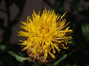 Chrpa žlutokvětá (Centaurea macrocephala)