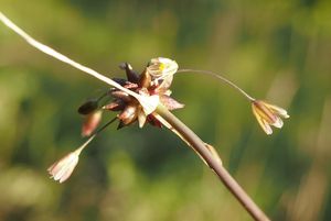 Česnek planý (Allium oleraceum)