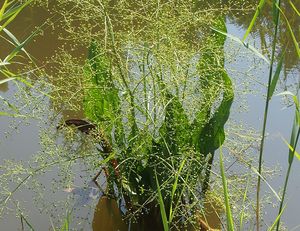 Žabník jitrocelový (Alisma plantago-aquatica)