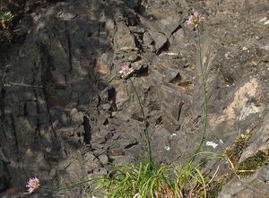 Česnek šerý subsp. horský (Allium senescens)
