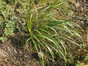 Česnek šerý subsp. horský (Allium senescens)