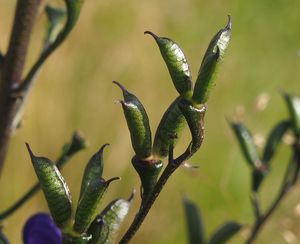 Oměj šalamounek (Aconitum plicatum)