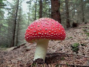 Klikni pro velký obrázek