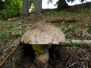 Klikni pro velký obrázek