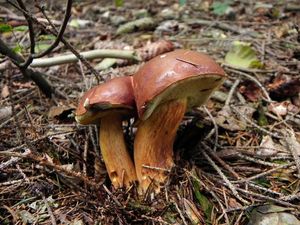 Klikni pro velký obrázek