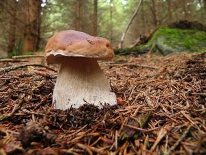 Klikni pro velký obrázek