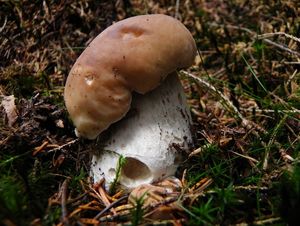 Klikni pro velký obrázek