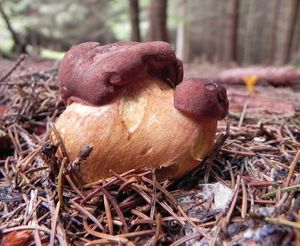 Klikni pro velký obrázek