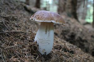 Klikni pro velký obrázek