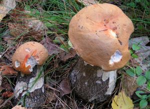 Klikni pro velký obrázek