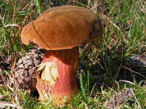 Klikni pro velký obrázek