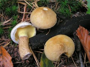 Klikni pro velký obrázek