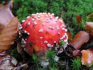 Klikni pro velký obrázek