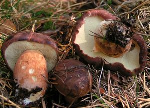 Klikni pro velký obrázek