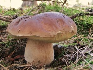 Klikni pro velký obrázek