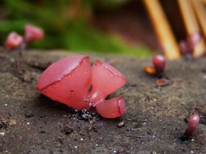 Klikni pro velký obrázek