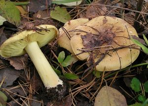 Klikni pro velký obrázek