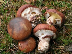 Klikni pro velký obrázek