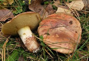 Klikni pro velký obrázek