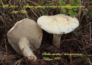 Klikni pro velký obrázek