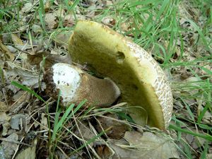 Klikni pro velký obrázek