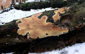 Klikni pro velký obrázek