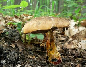 Klikni pro velký obrázek