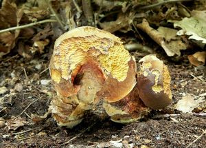 Klikni pro velký obrázek