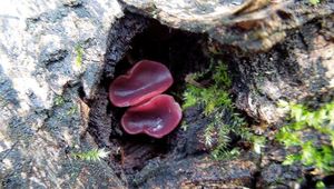 Klikni pro velký obrázek