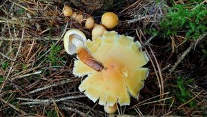 Klikni pro velký obrázek